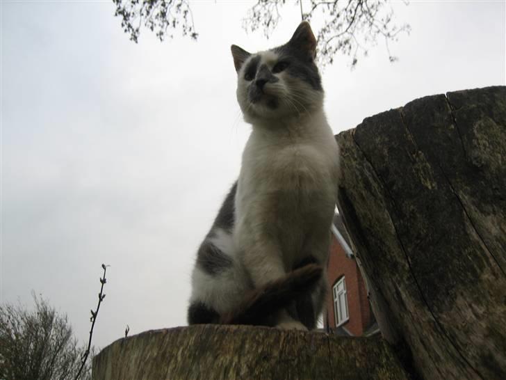 Huskat Basse billede 13