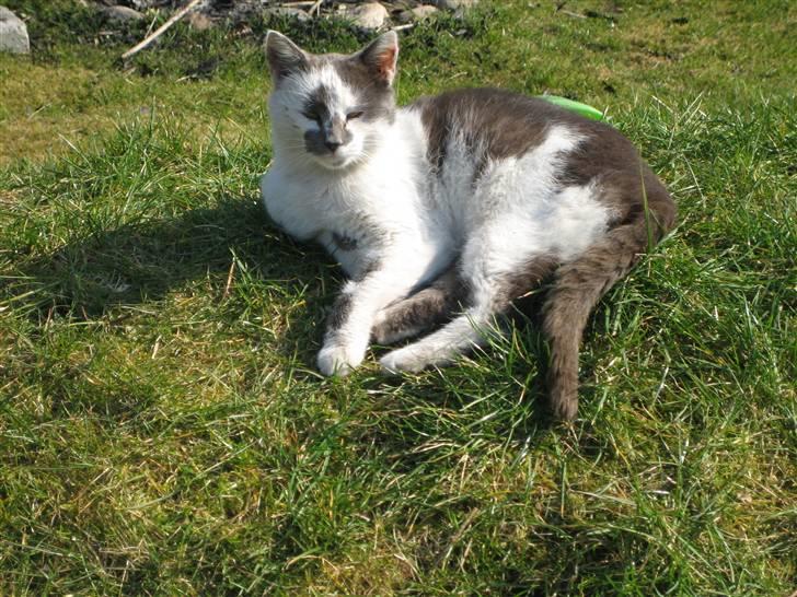 Huskat Basse billede 14