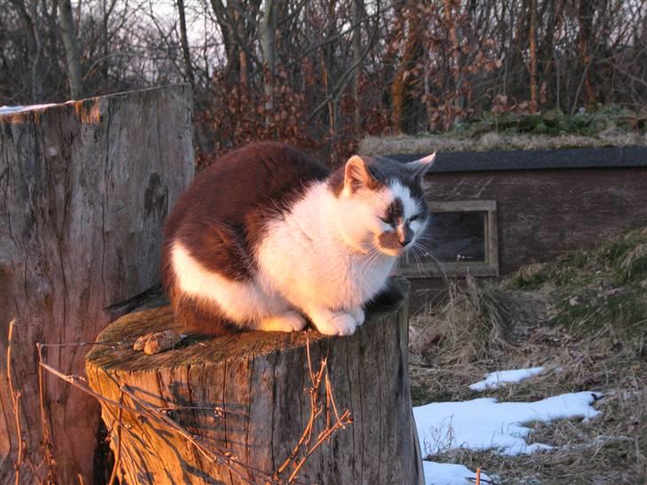 Huskat Basse billede 15