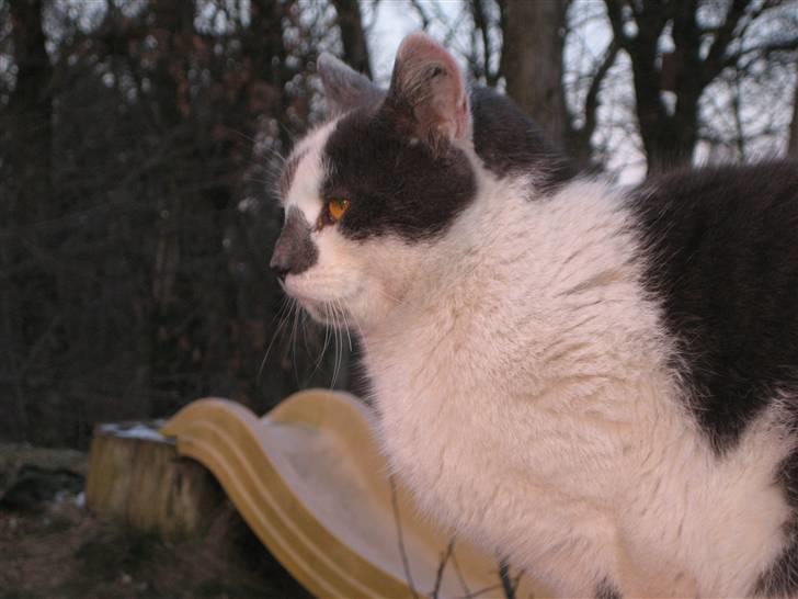 Huskat Basse billede 16