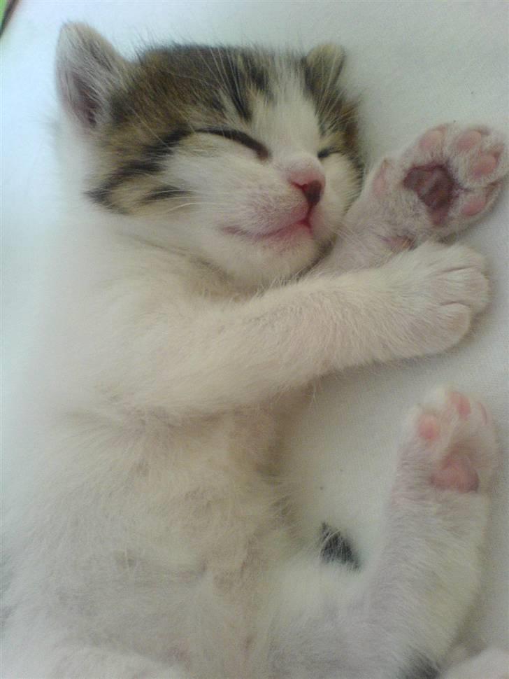 Huskat Nullemanden - Den Lille Nulle dreng :D billede 1