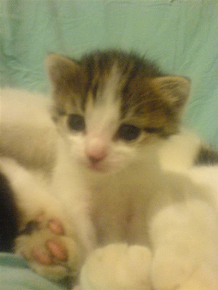 Huskat Nullemanden - Nulle manden som lille baby ;D billede 2