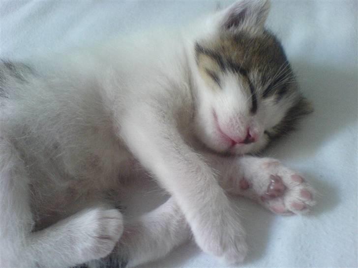 Huskat Nullemanden - Den sovende killing ;D billede 3