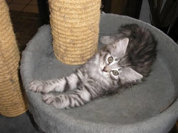 Norsk Skovkat Balou billede 1