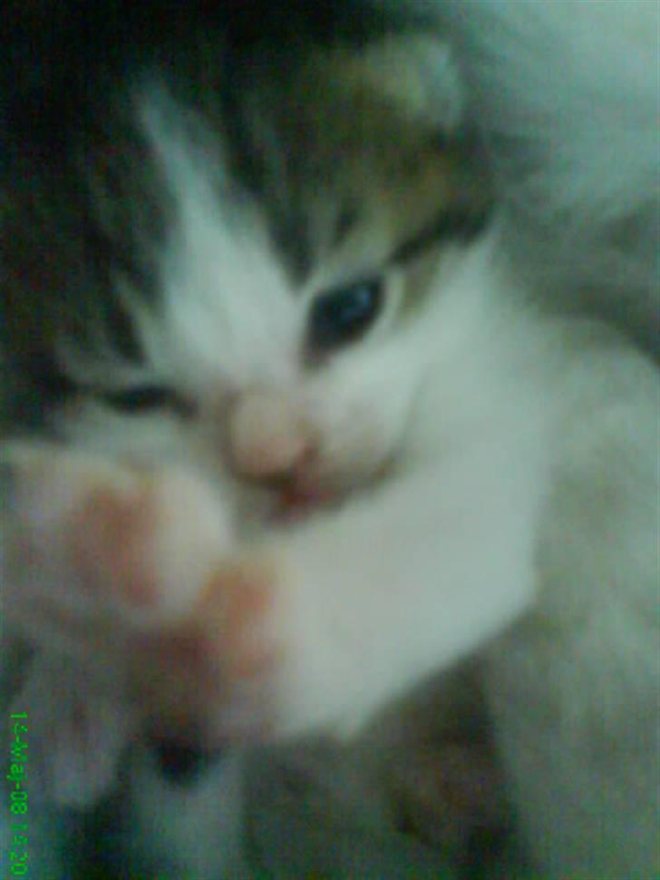 Huskat Nullemanden - Killinge Nulle manden ;D <3 billede 4