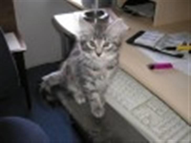 Norsk Skovkat Balou billede 2