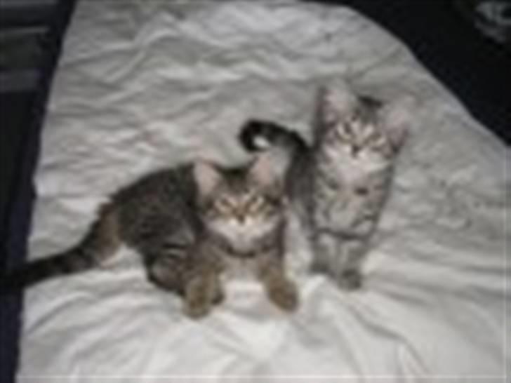 Norsk Skovkat Balou billede 3