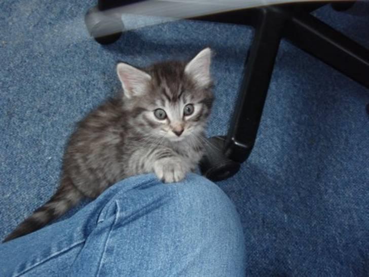 Norsk Skovkat Balou billede 4