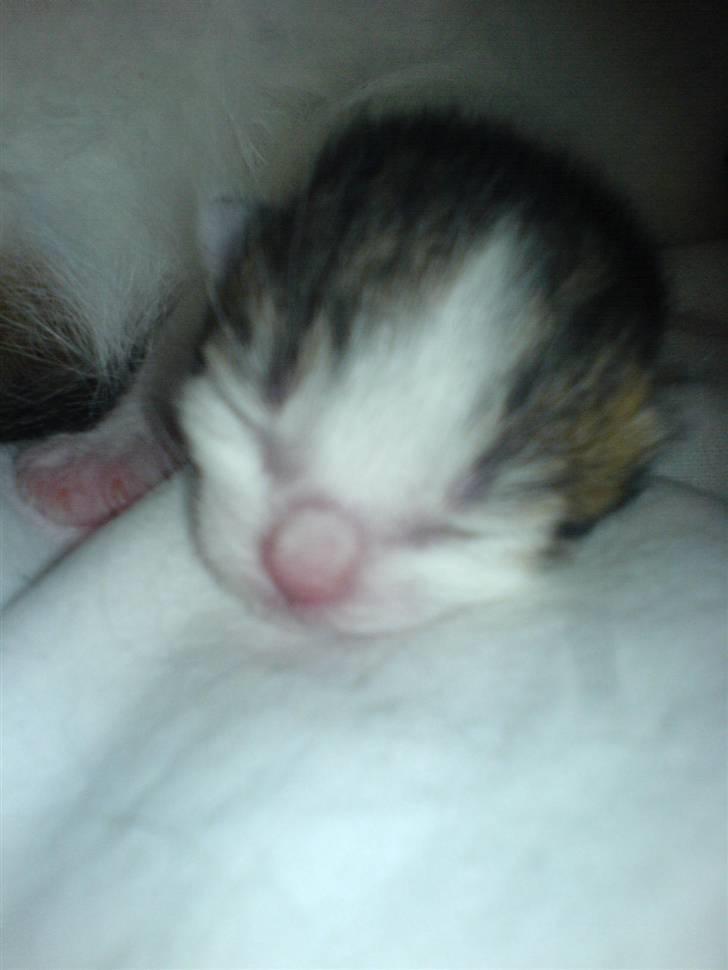 Huskat Nullemanden - Bette nuller som lille (: billede 5