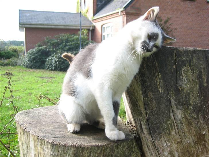 Huskat Basse billede 17