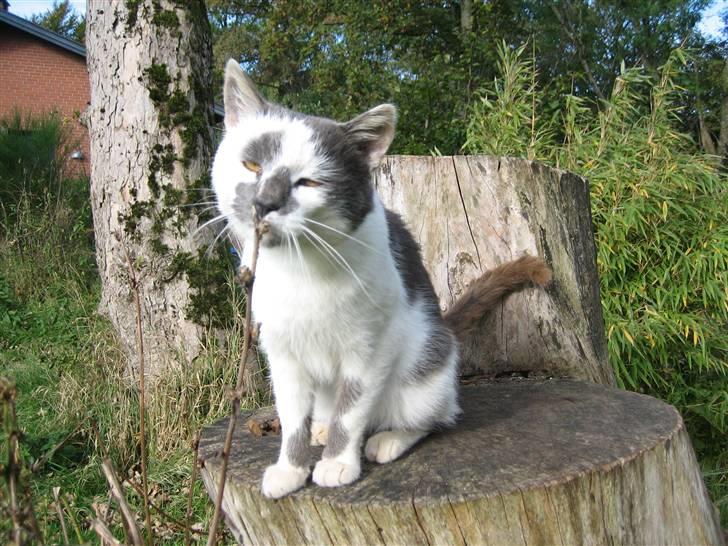 Huskat Basse billede 18