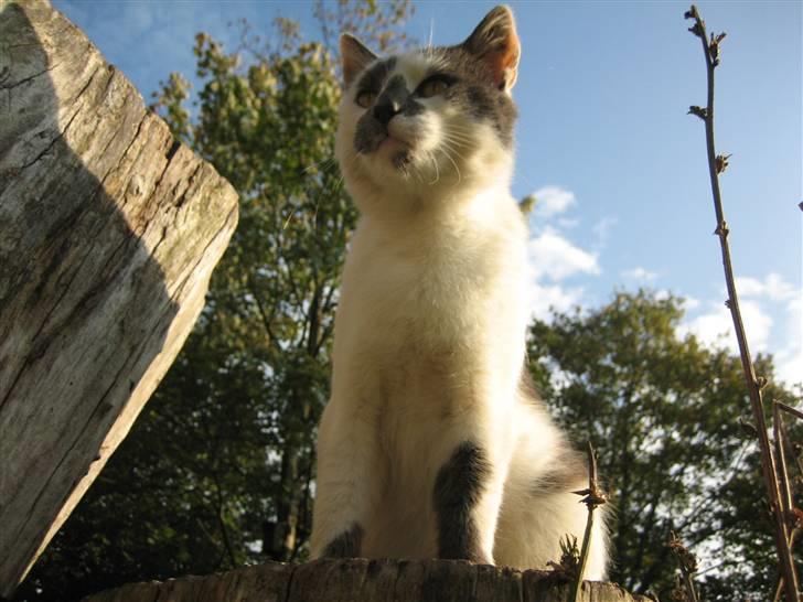 Huskat Basse billede 19