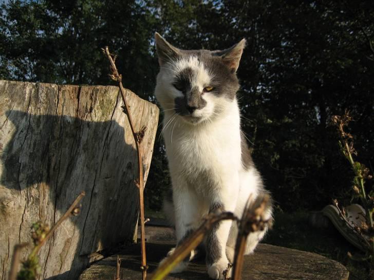 Huskat Basse billede 20