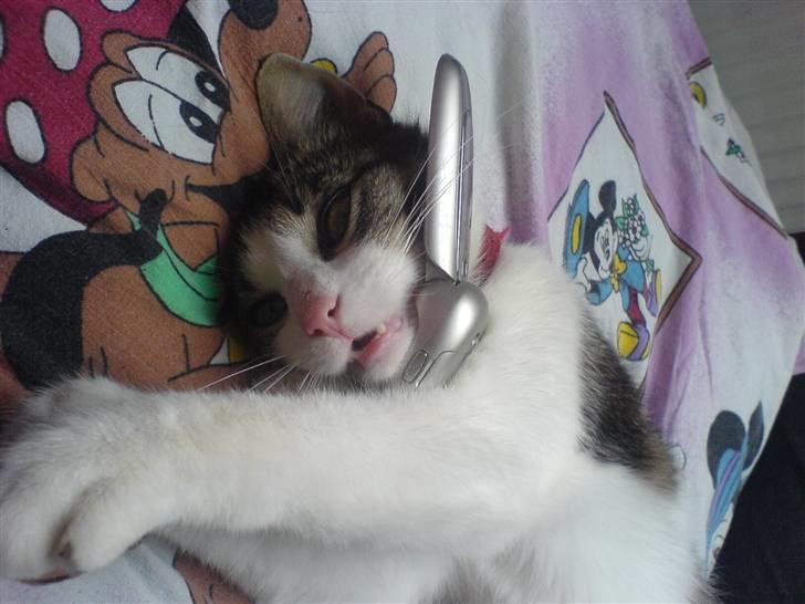 Huskat Nullemor - Snakke i telefon kan hun også (; billede 10