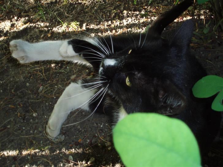 Huskat Sigurd - Sigurd skatten ;) billede 1