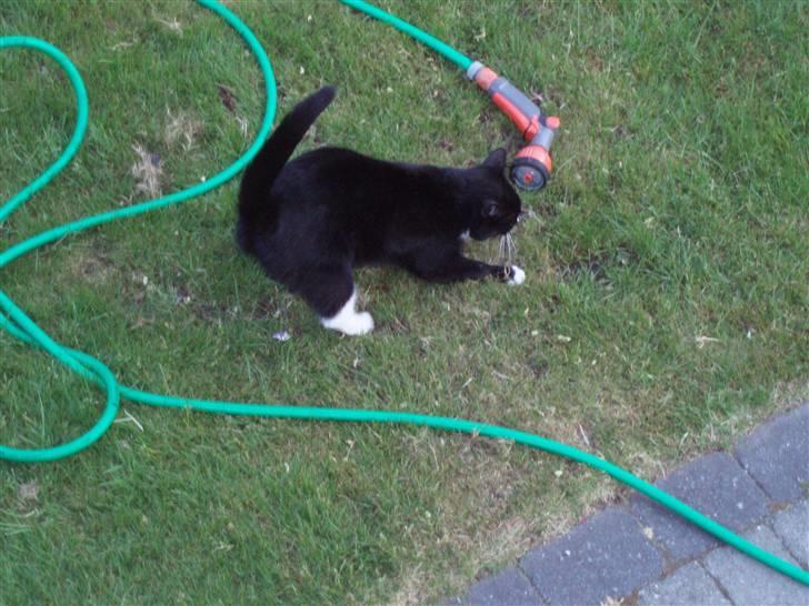 Huskat Sigurd - Slangen angriber!!! hehe billede 2