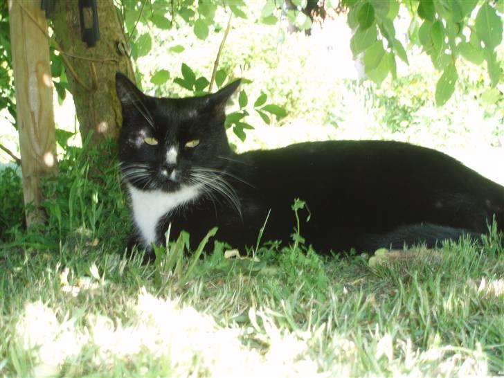 Huskat Sigurd - Det mig under mit y-træ billede 3