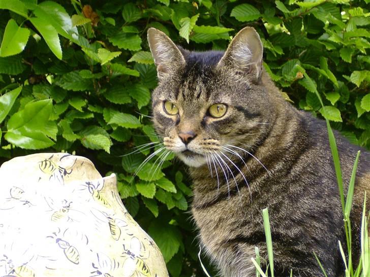 Huskat Thomas billede 15