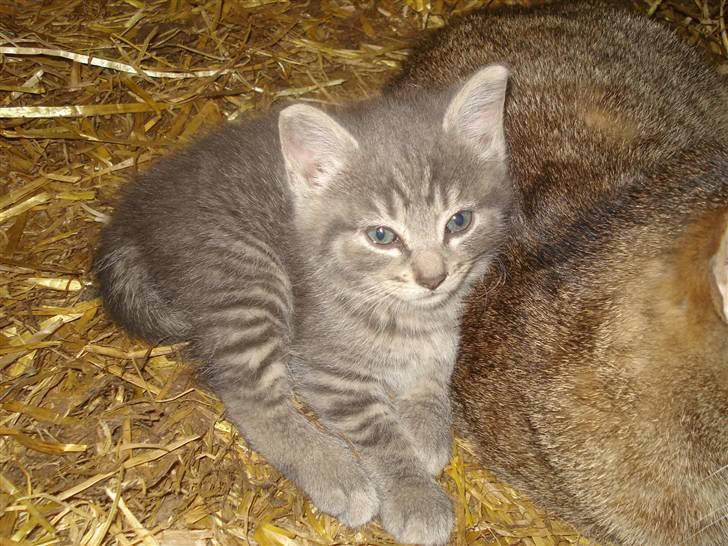 Huskat VRCl's Taggi *RIP* billede 1