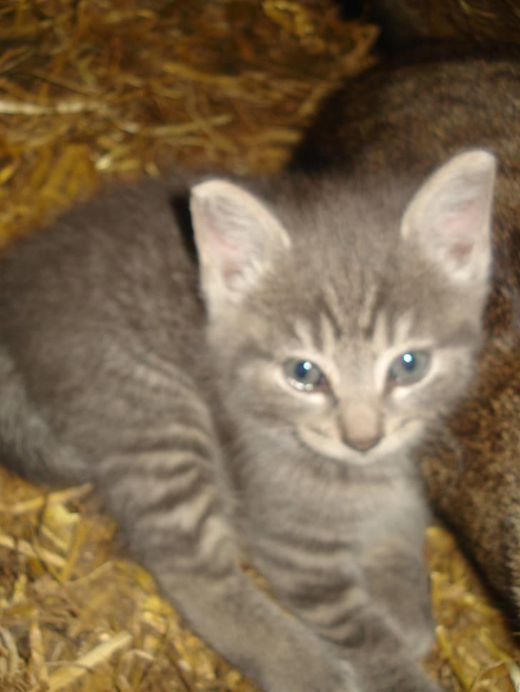 Huskat VRCl's Taggi *RIP* billede 2