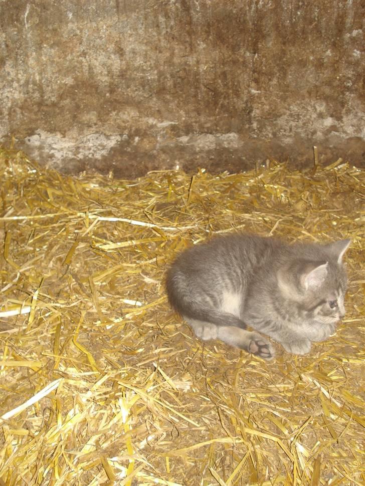 Huskat VRCl's Taggi *RIP* billede 3