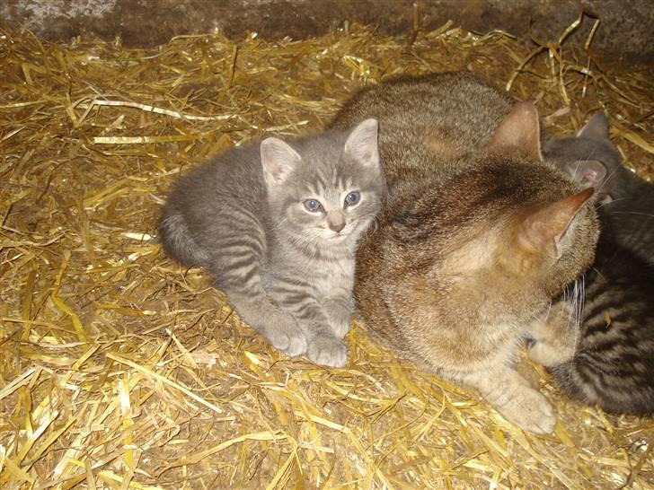 Huskat VRCl's Taggi *RIP* billede 4