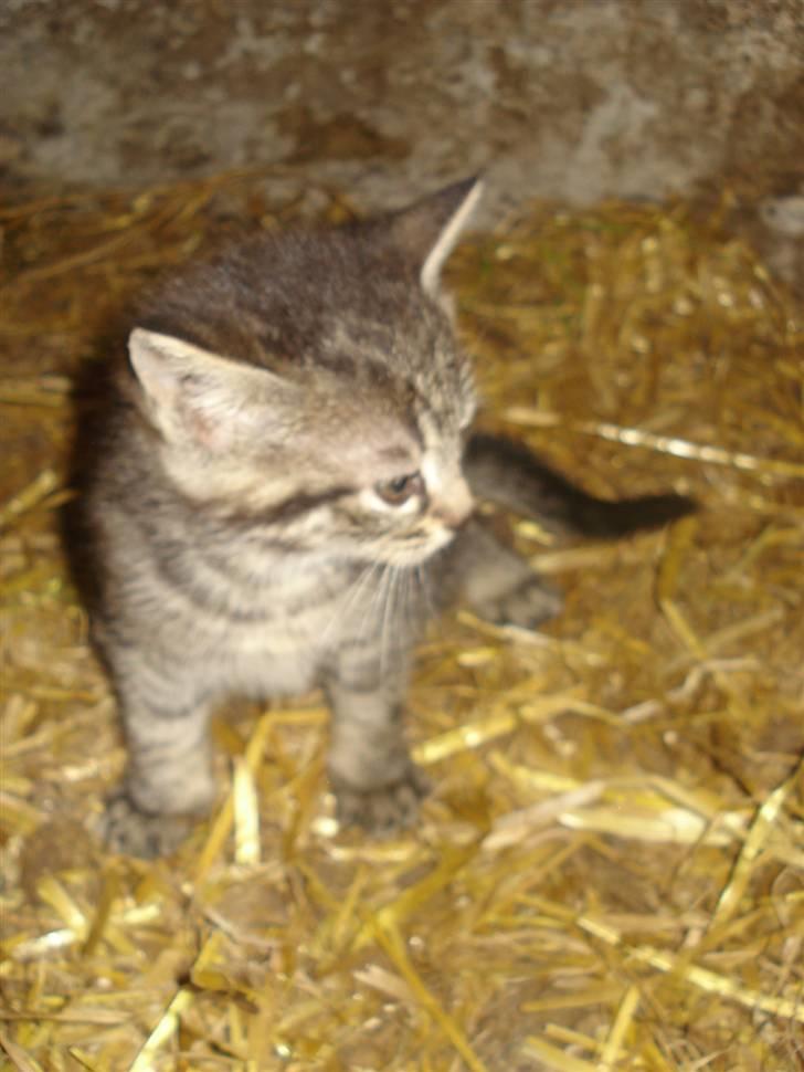 Huskat VRCL's Tiggi *SOLGT* billede 1