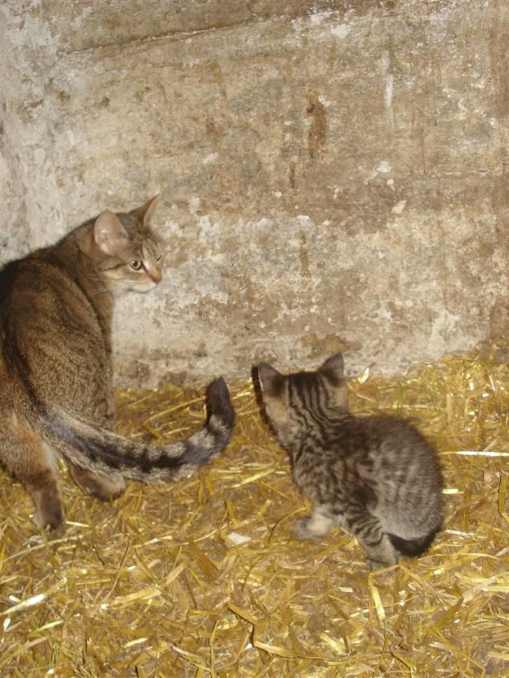 Huskat VRCL's Tiggi *SOLGT* billede 2