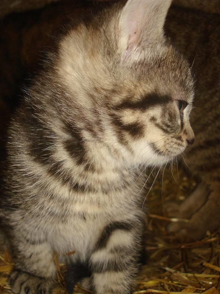 Huskat VRCL's Tiggi *SOLGT* billede 3