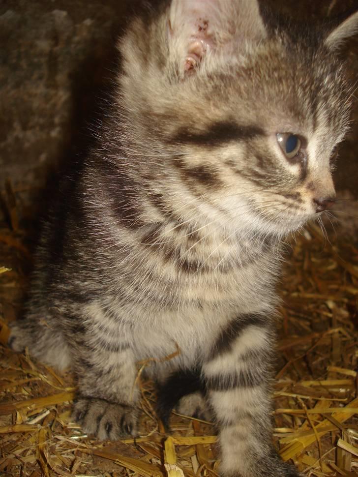 Huskat VRCL's Tiggi *SOLGT* billede 4