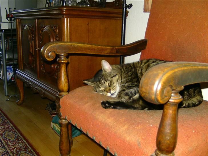 Huskat Thomas billede 16