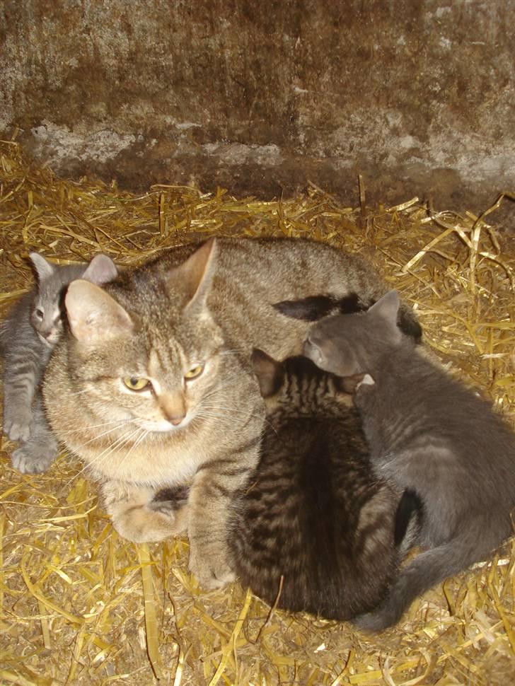 Huskat VRCL's Tiggi *SOLGT* billede 5