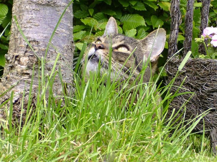 Huskat Thomas - jeg tror der sidder lække fulg der oppe? måske ikk ? haha billede 17
