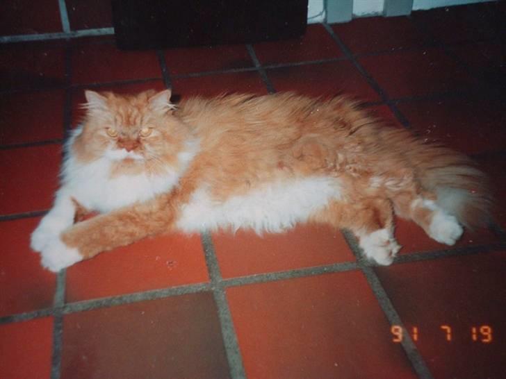 Perser Garfield *RIP*  billede 5