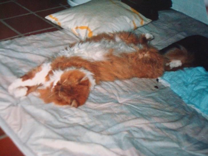 Perser Garfield *RIP*  billede 7