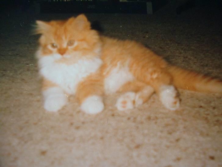 Perser Garfield *RIP*  billede 8