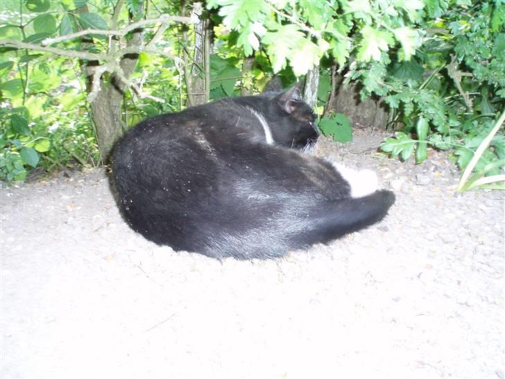 Huskat Sigurd - Skøre mis, hehe <3 billede 5