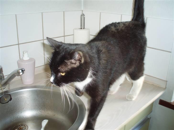 Huskat Sigurd - Vasken, uhh <3 billede 7