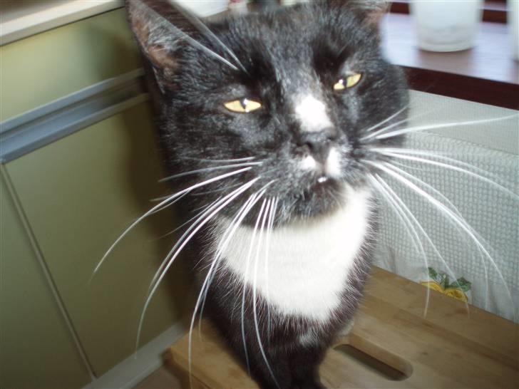 Huskat Sigurd - Nygerrig - til tider <3 billede 8