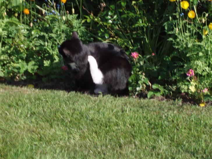 Huskat Sigurd - Klør det skatte?? ;) billede 9