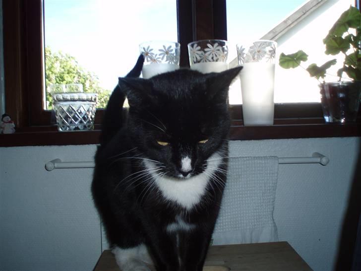 Huskat Sigurd - Hehe ;) billede 13