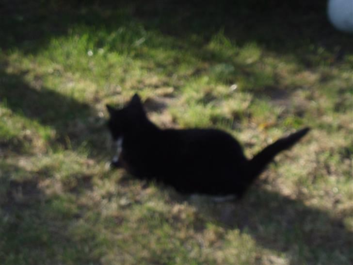 Huskat Sigurd - Lige i skyggen  billede 15