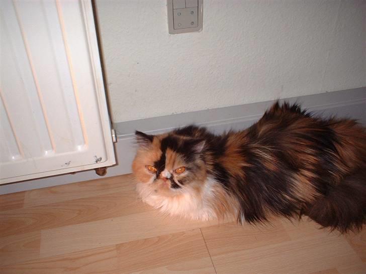 Perser la bool`s stinne billede 8