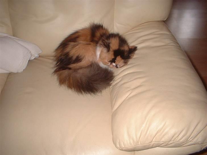 Perser la bool`s stinne billede 11