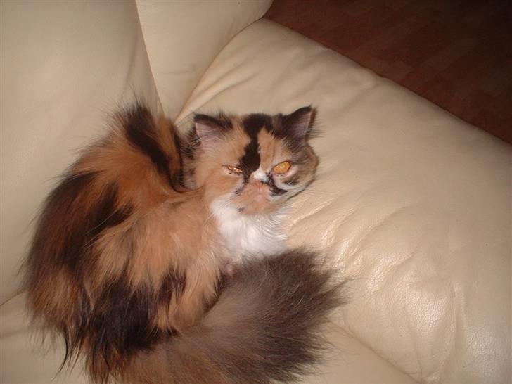 Perser la bool`s stinne billede 12