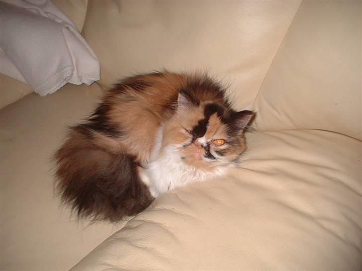 Perser la bool`s stinne billede 13