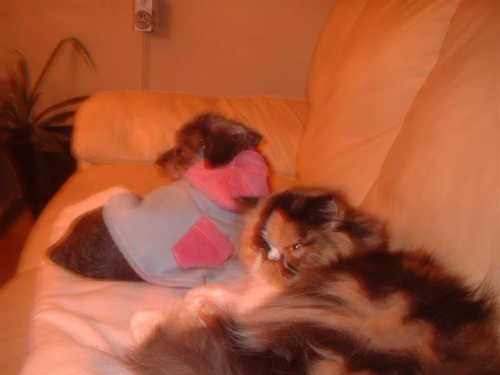 Perser la bool`s stinne billede 14