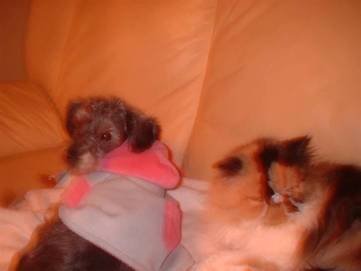 Perser la bool`s stinne billede 15