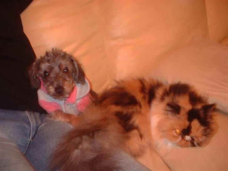 Perser la bool`s stinne billede 16