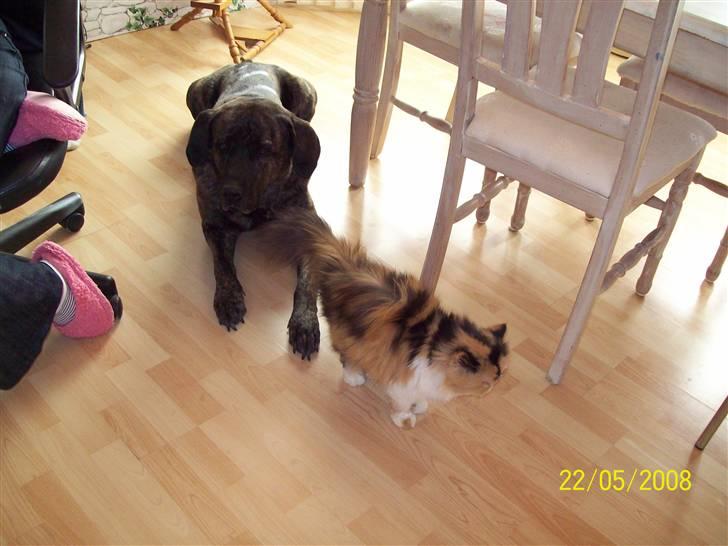 Perser la bool`s stinne billede 17